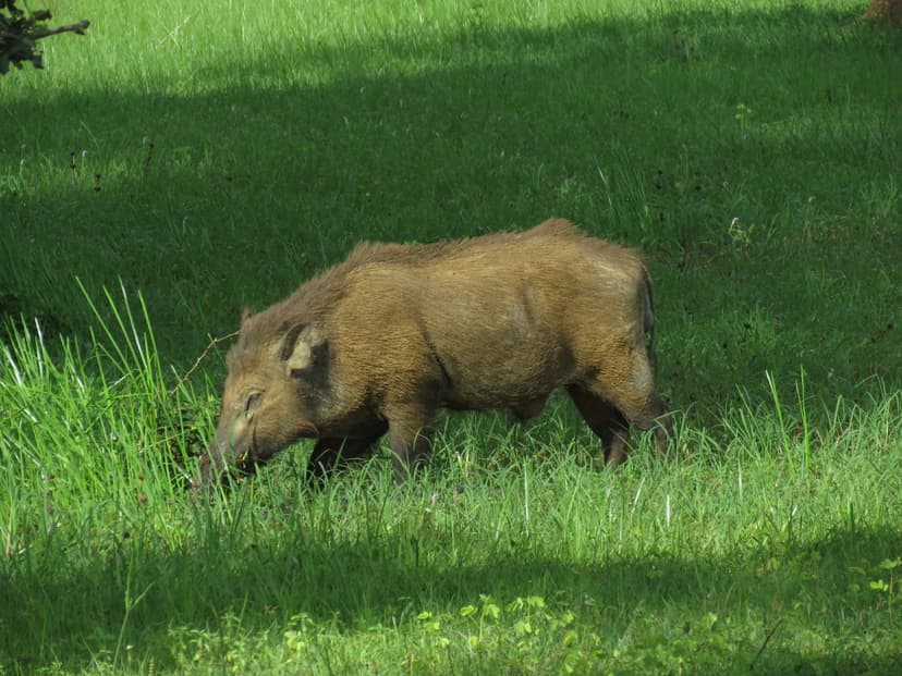 Wild Boar