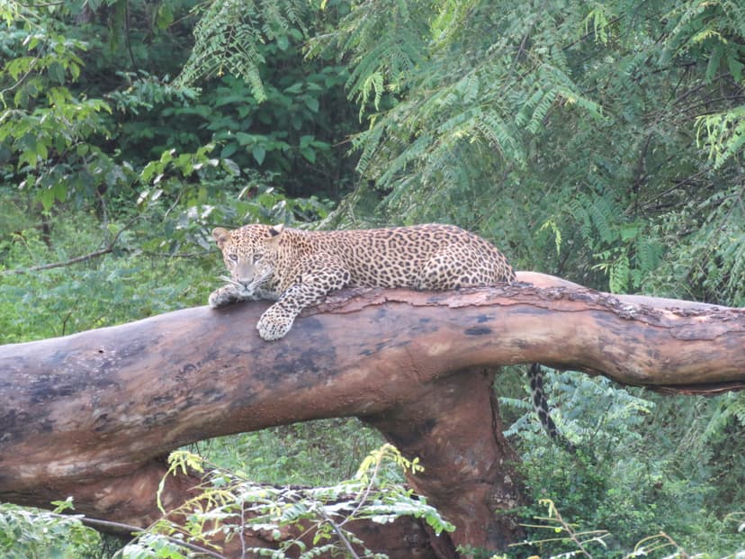 Leopard