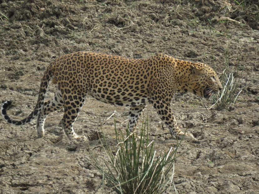 Leopard