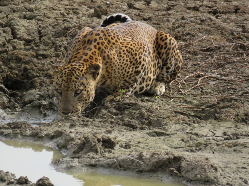Leopard