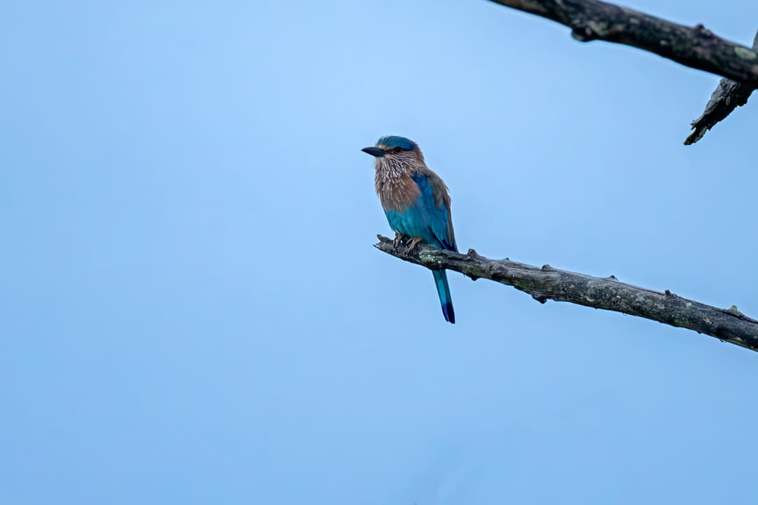 Ceylon Birdspotters Mobile App