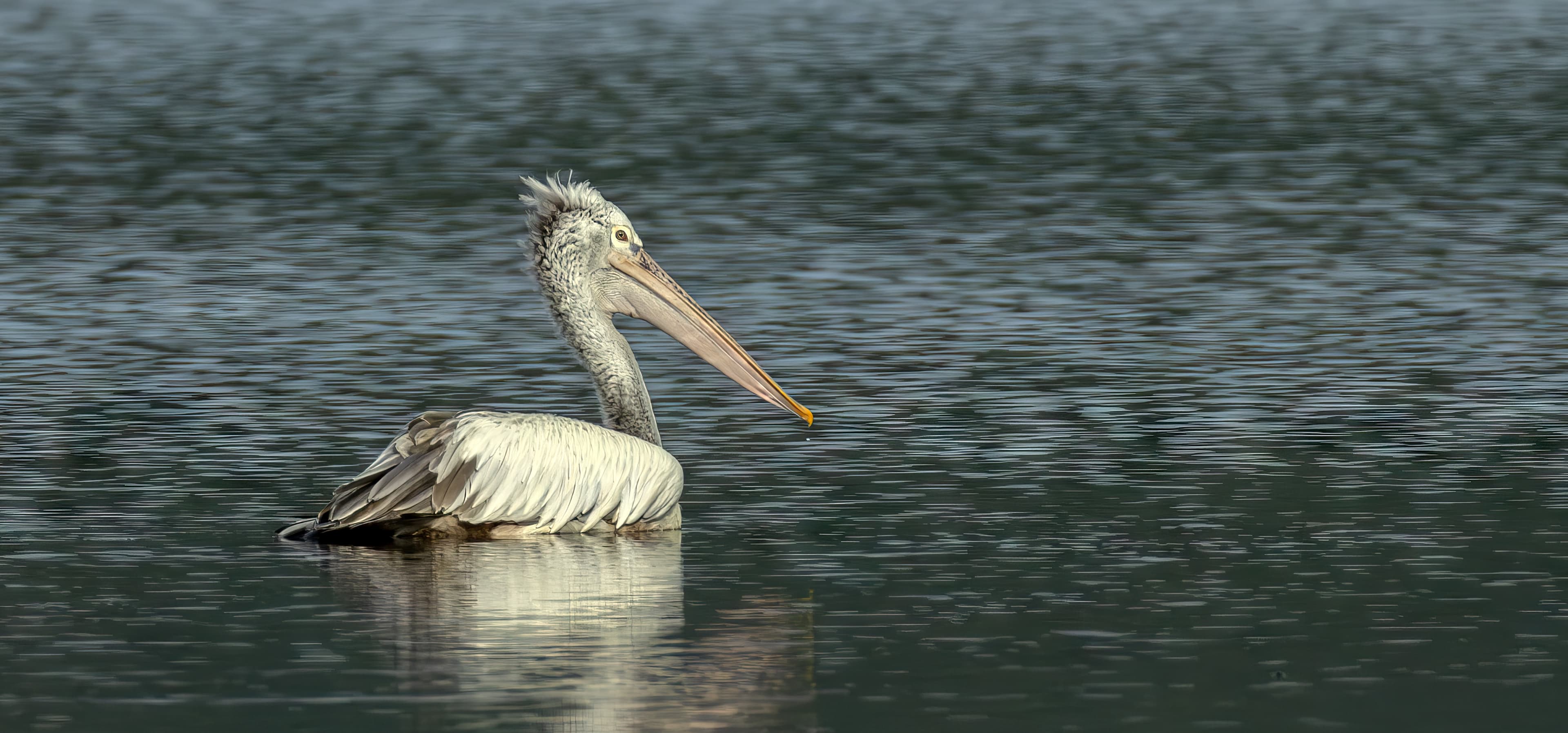 Minneriya National Park