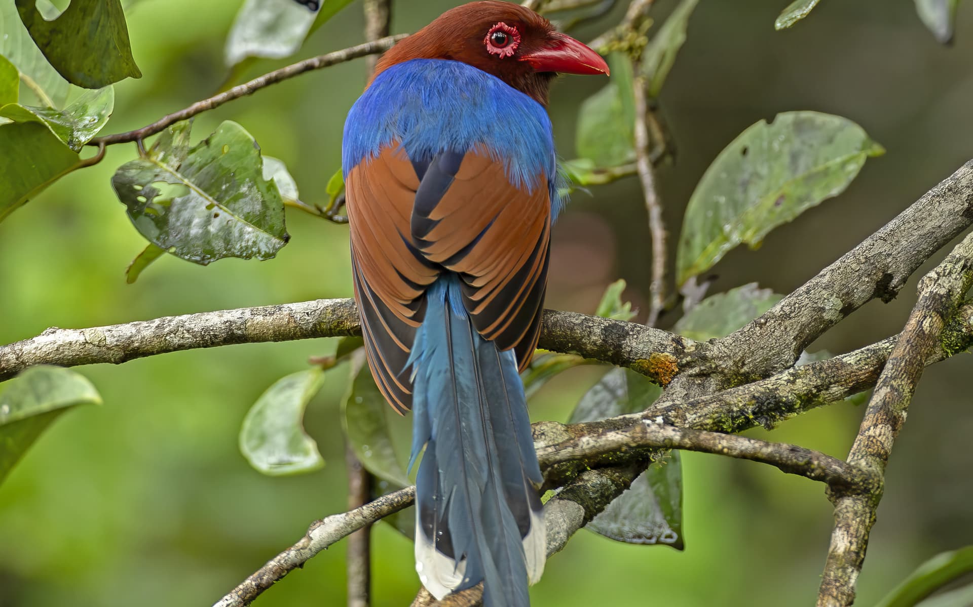 Sinharaja Forest