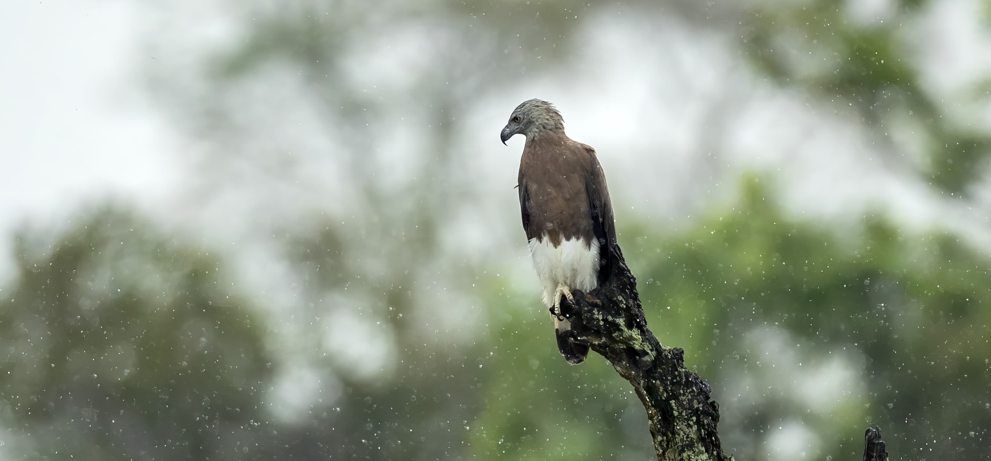 Udawalawe National Park