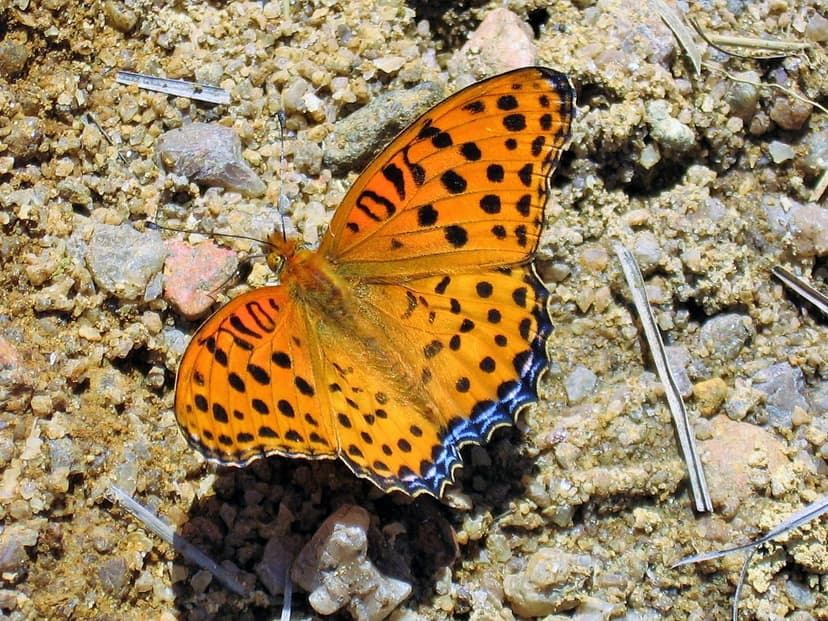 Indian Fritillary