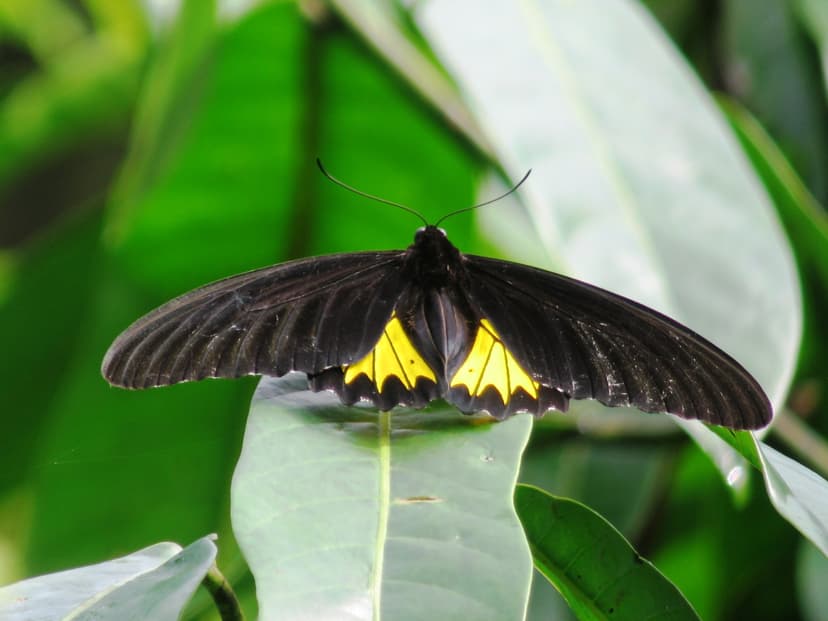 Sri Lankan Birdwing
