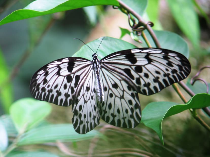Sri Lankan Tree Nymph