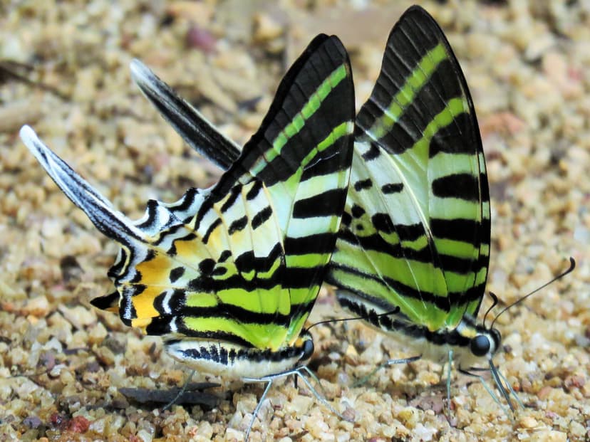 Five-bar swordtail