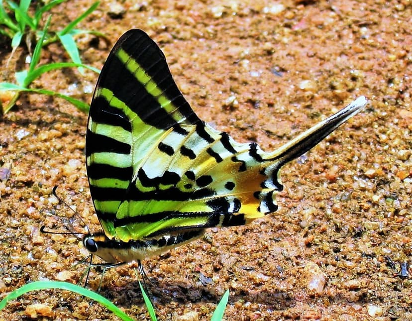 Five-bar swordtail