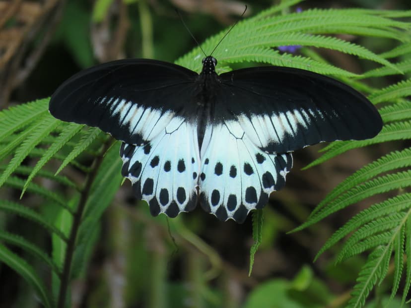 Blue Mormon