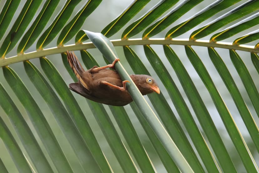 Orange-billed Babbler