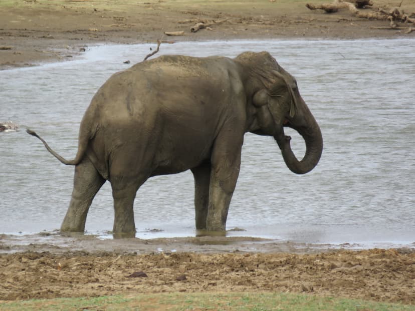 Asian Elephant