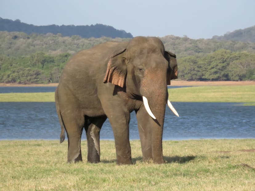 Asian Elephant