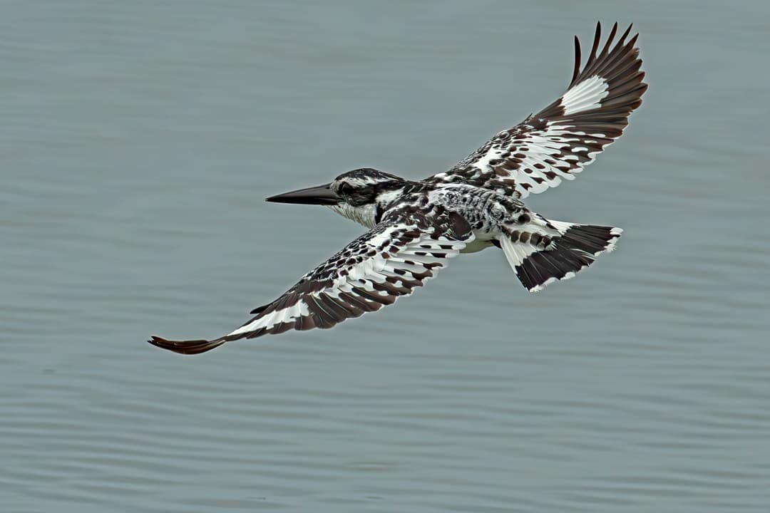 Bird Conservation Fund