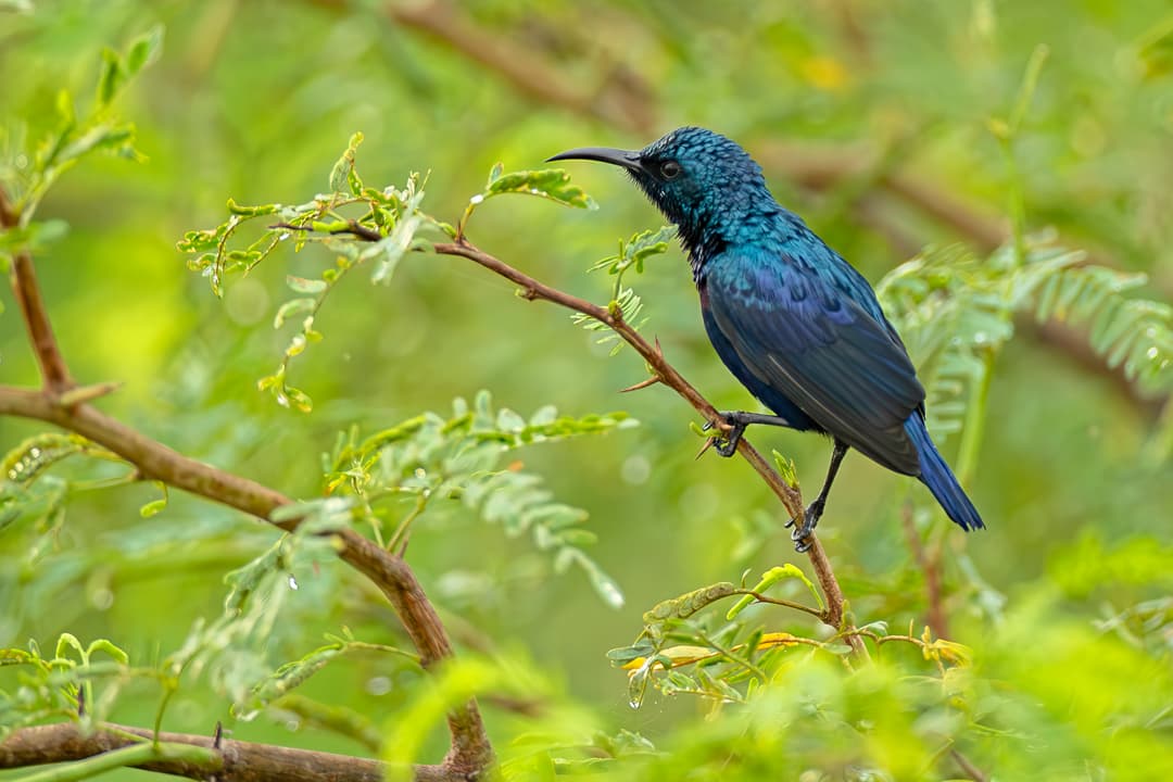 Interactive Birdwatching Workshop